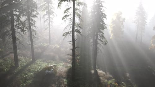 Forêt lumineuse tôt le matin dans les montagnes