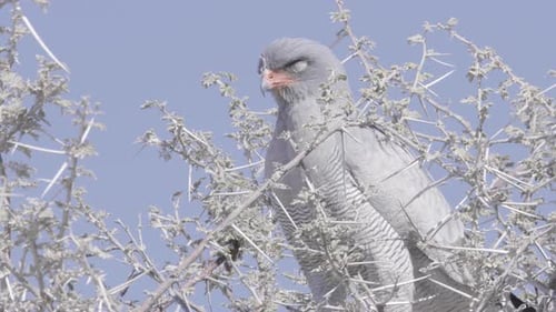Gray Bird Perched on Thorny Tree Branch