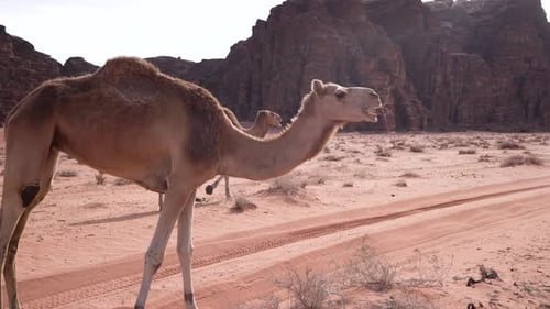 Camel Standing in the Desert