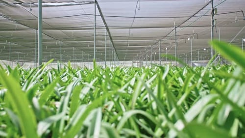 Plantas de amarilis dentro de un gran nido