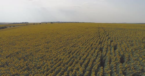 Aerial view of a sunflower field