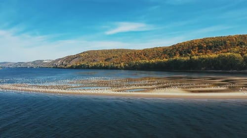 A Flock of Birds of Seagulls Sit on the Sand Near the River