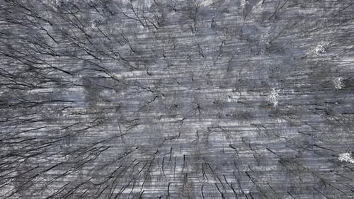 Overhead View of Top of Winter Forest