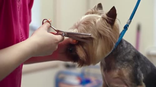 dünner werdendes Hundehaar