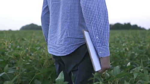 Un agrónomo inspecciona los cultivos de soja que crecen en el campo agrícola