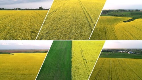 Aerial View of Yellow Field in Rural Landscape