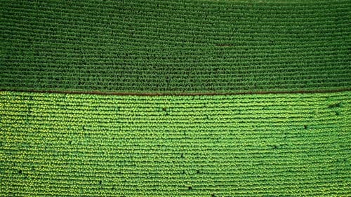Vue aérienne de rangées de tournesol et de maïs dans les champs.