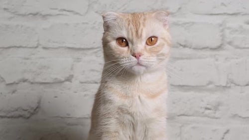 Portrait of Ginger Tabby Young Cat Breed Scottish Fold with Big Brown Eyes on Gray Background