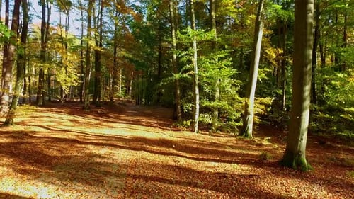 Autumn forest in sunny day with sunbeam in Poland