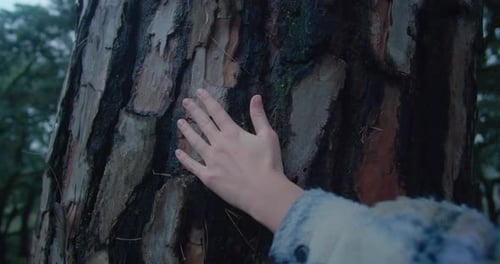 Woman Touching Tree Bark in Forest