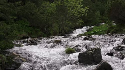 Mountain River Flowing Over the Rocks Between the Trees in Dense Forest