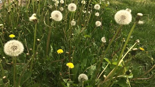 Common dandelion blow-ball florets on the plant head slow-mo 1920X1080 HD footage - Taraxacum offic