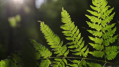 Fern Leaves Backlit in Forest Close Up