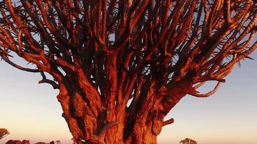 Zitterbaum bei Sonnenuntergang