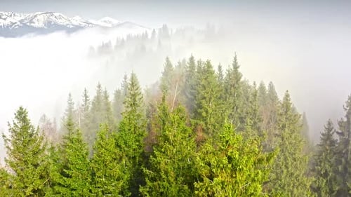 Luftflug durch den Morgennebel in einem Bergwald