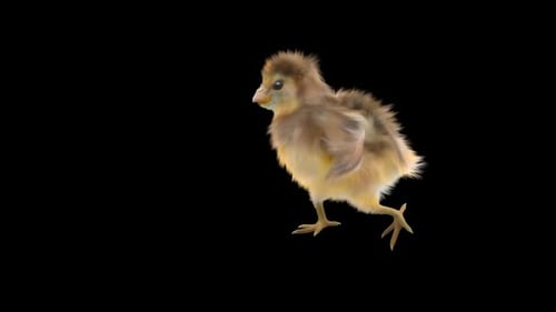 Baby Chick Walking Loop Animation