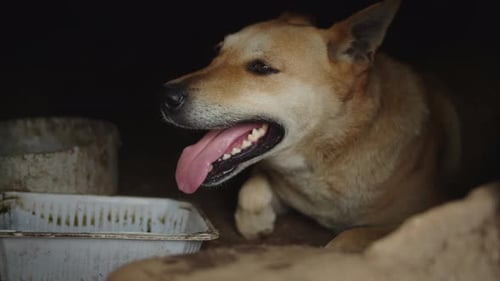 Keeping the Dog in Bad Conditions, Bad Attitude Towards Animals, Out of Breath Dog