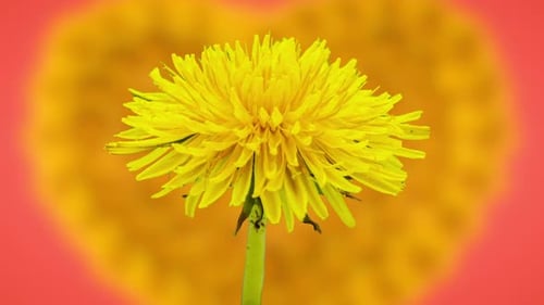 Löwenzahnblüte