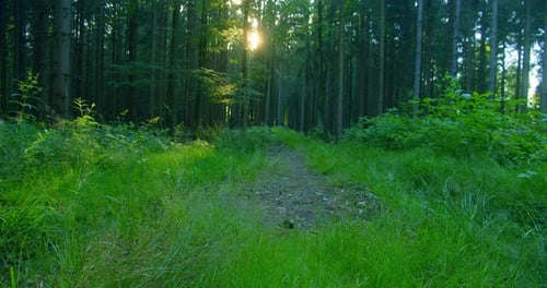 Amazing Sun Bursts Between Tree Trunks in Wild Picturesque Forest