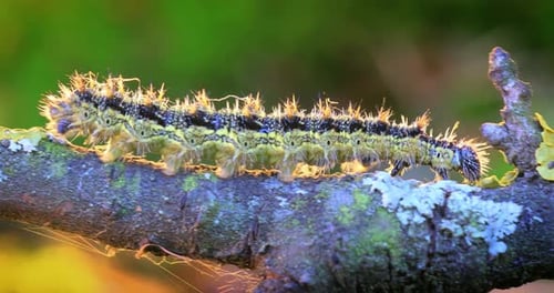 Fuzzy Caterpillar Crawling Along a Branch