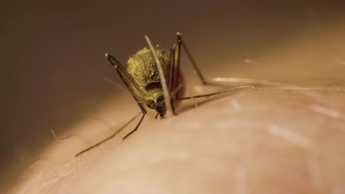 Une moustique femelle à l'abdomen plein de sang rouge suce la main d'un homme