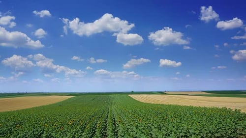 Scenic Farmland View with Sunflowers on Sunny Day