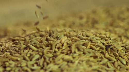 Nahaufnahme von Roggensamen, die im Stapel von verarbeitetem Bio-Getreide fallen, Landwirtschaft