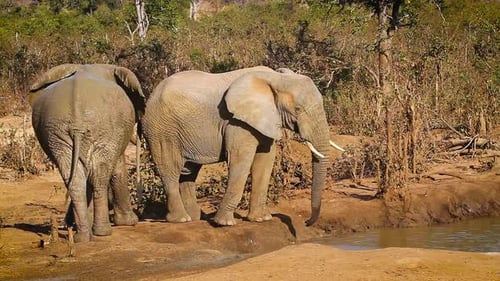 African bush elephant in Kruger National park, South Africa