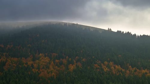 Foggy Weather Forest and Mountain