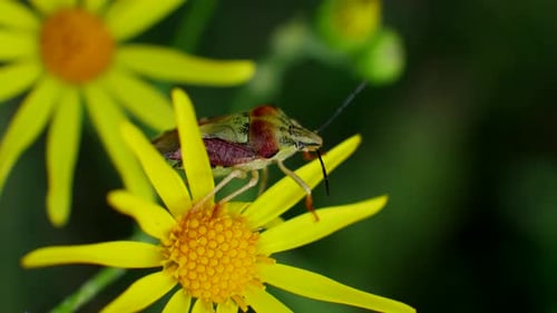 Red Green Bug Sits on Yellow Flowers in Wild Field