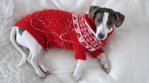Top View of Lovely Retriever Puppy in Red Christmas Sweater on White Bed