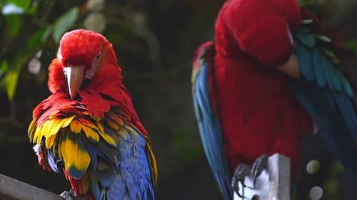 Macaw Parrots