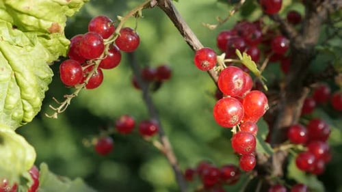 Redcurrant berries deciduous shrub fruit close-up 4K 2160p 30fps UltraHD footage - Shallow DOF of h
