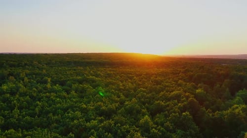 Forêt verte au coucher du soleil. Survoler les arbres dans le bois d'été le soir.