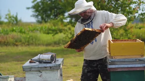 Beekeeper Inspecting Honeycomb Frame in Rural Setting