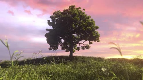 Growing Tree In Meadow