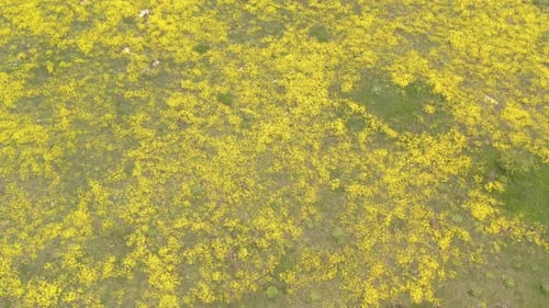Champ de fleurs de la touffe dorée Alyssum Aurinia saxatilis au début du printemps par Drone 4K
