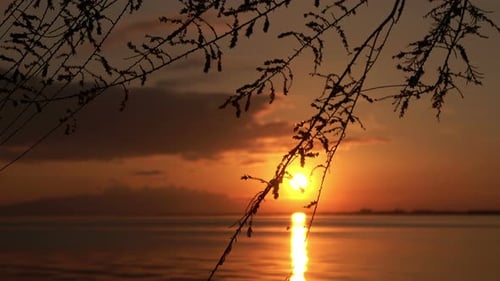 Tree Buds At Ocean Sunset