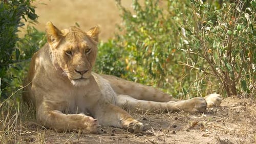 Lioness lying down