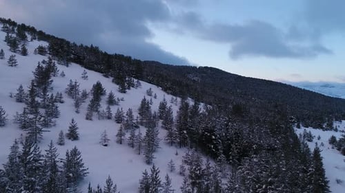 Flying Through Mystical Pine Forest Covered in Fresh Snow on Winter Day