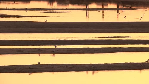 Reflection of the Sunset on the Water Surface with Birds on the Sand.