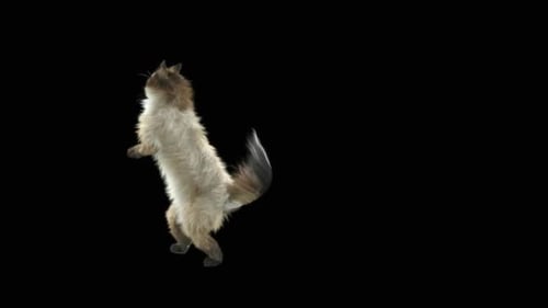 Katze HD