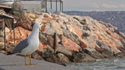 Seagull Standing on a Seaside Ledge