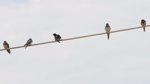 Contexte d'observation des oiseaux. Les oiseaux en ligne. Plumes de brossage d'un oiseau du troupeau. Hirondelles sur le