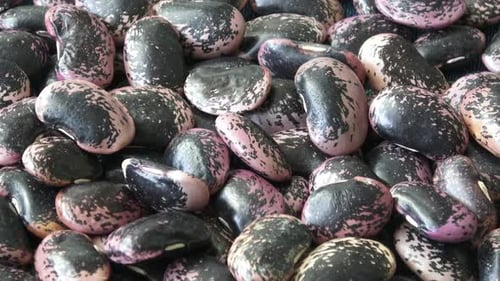 Cranberry Beans Pouring into Heap, Close Up
