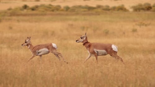 Pronghorn in Yellowstone National Park