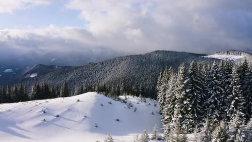Flug über den Winterkiefernwald im Berg, Luftaufnahme von gefrorenen Bäumen.
Schnee