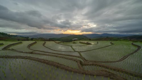 Time lapse of paddy rice terraces with water reflection, green agricultural fields in countryside
