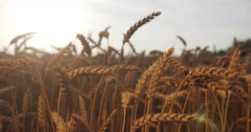 Wheat Ears At Sunset.