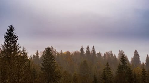 Grey Mist Covered the Pine Forest